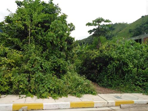 Terreno en Alquiler ubicado en Pozuzo Terreno en Alquiler ubicado en Pozuzo