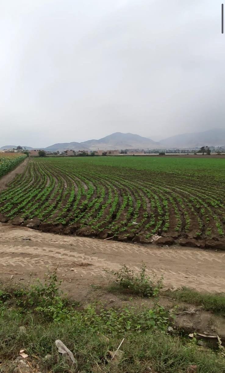 Amplio Terreno ubicado en Huaral Amplio Terreno ubicado en Huaral