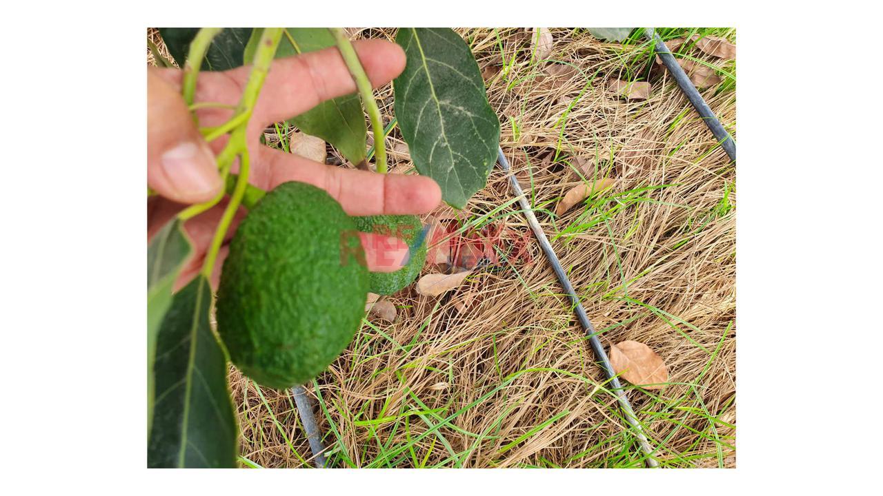 Terreno Agrícola en Venta ubicado en Panamericana Norte Terreno Agrícola en Venta ubicado en Panamericana Norte