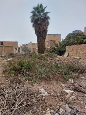 Lindo Terreno en Venta en Puente Piedra