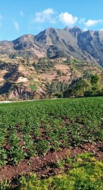 Terreno Agrícola en Venta ubicado en Limatambo a $22,500