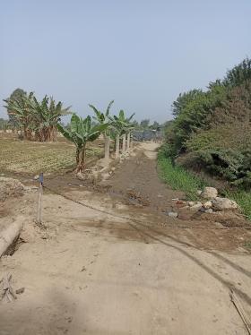 Terreno Agrícola en Venta ubicado en Puente Tambo Inga