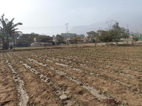 Espectacular Terreno Agrícola ubicado en Cieneguilla