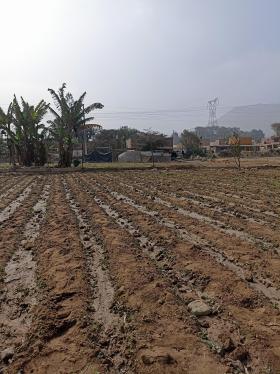 Amplio Terreno Agrícola ubicado en Cieneguilla