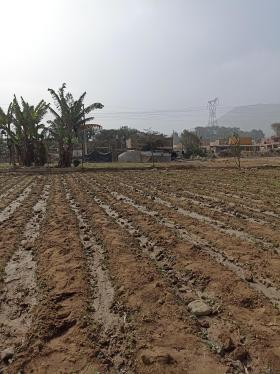 Terreno Agrícola de ocasión ubicado en Cieneguilla