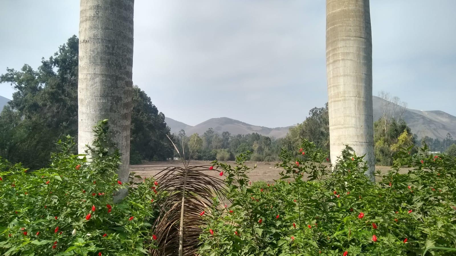 Acceso a mano de obra