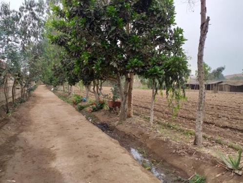 Terreno Agrícola en Venta ubicado en Lurin a $890,000