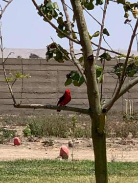 Terreno Agrícola en Venta ubicado en El Carmen a $595,000