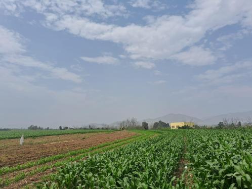 Terreno Agrícola en Venta ubicado en Huaral a $15,000