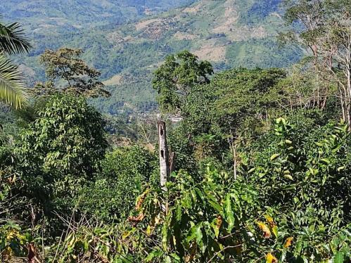 Terreno Agrícola en Venta ubicado en Perene Terreno Agrícola en Venta ubicado en Perene