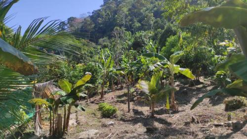 Espectacular Terreno Agrícola ubicado en Perene Espectacular Terreno Agrícola ubicado en Perene