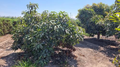 Terreno en Venta ubicado en Chincha Baja Terreno en Venta ubicado en Chincha Baja
