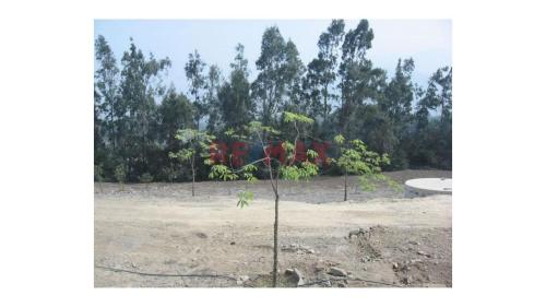Amplio Terreno ubicado en Cieneguilla Amplio Terreno ubicado en Cieneguilla