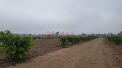 Espectacular Terreno ubicado en Huaral Espectacular Terreno ubicado en Huaral