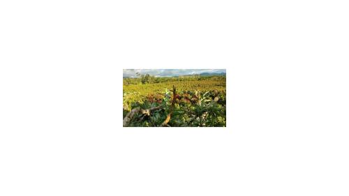 Terreno en Venta ubicado en Casma a $560,000 Terreno en Venta ubicado en Casma a $560,000
