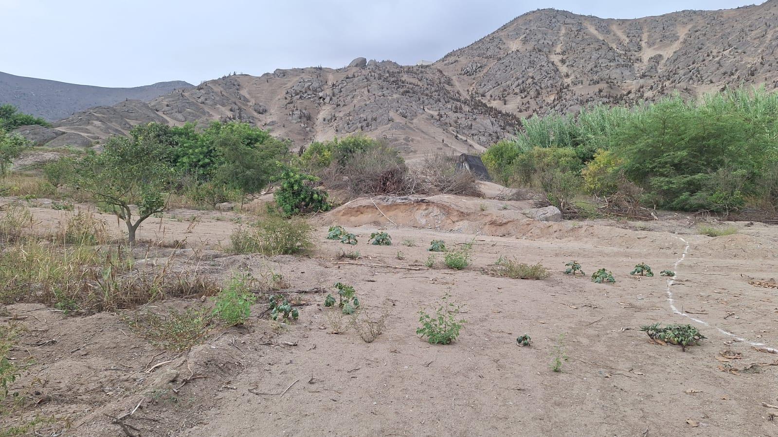 Terreno de ocasión ubicado en Huaral Terreno de ocasión ubicado en Huaral