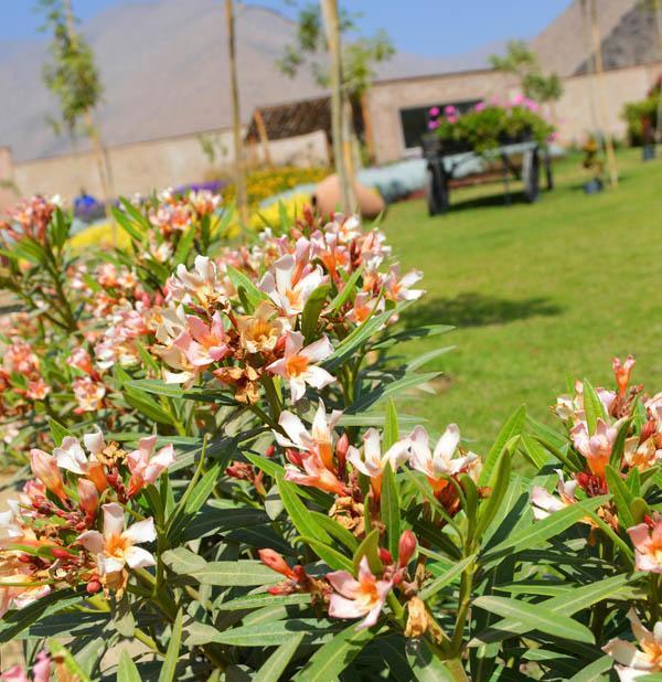 Terreno en Venta ubicado en Cieneguilla Terreno en Venta ubicado en Cieneguilla